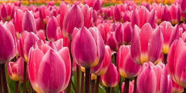 bloom-info-tulips